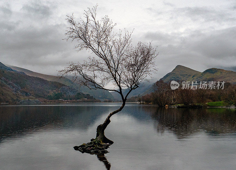 英国威尔士Llyn Padarn的一棵孤独的树